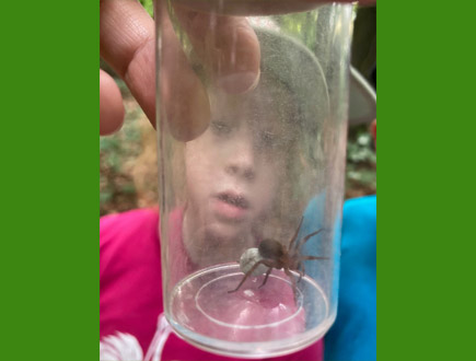 Waldtag - Spinne im Becher